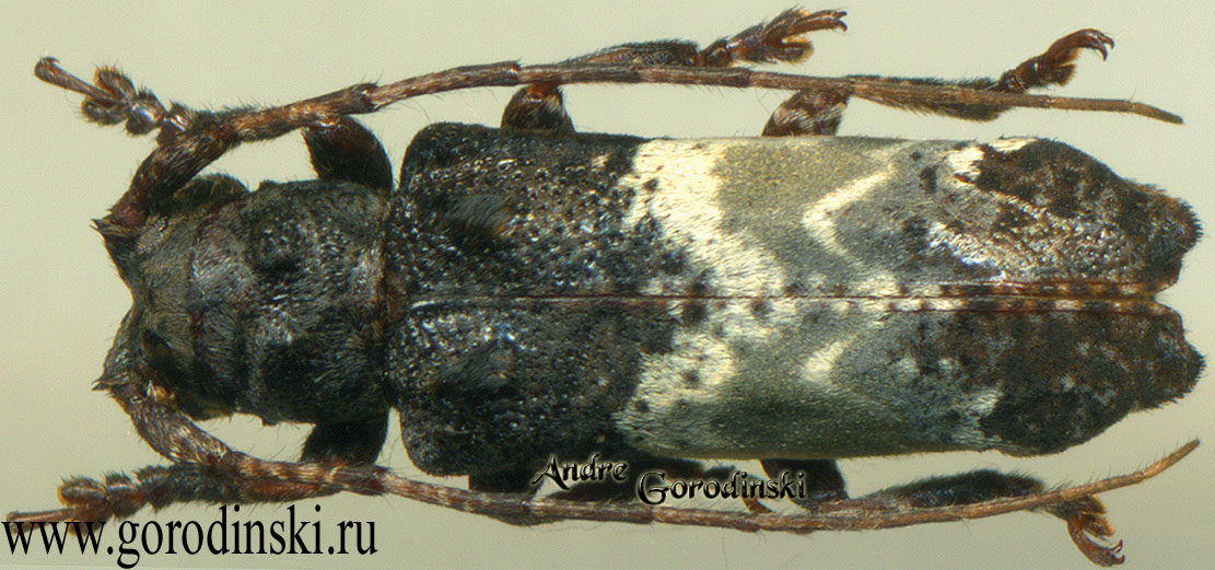 http://www.gorodinski.ru/cerambyx/Sthenias gracilicornis.jpg